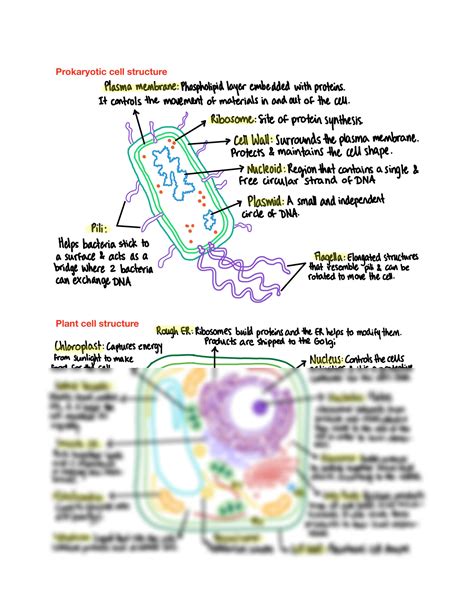 SOLUTION: IB BIOLOGY SL - Cell structures diagrams - Studypool