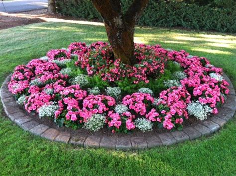 Stunning Begonia Bed | Annual flower beds, Landscaping around trees, Front yard garden