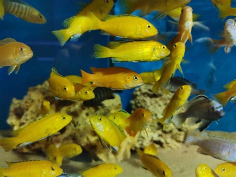 Yellow Lab Cichlid ‘Small’ (Labidochromis Caeruleus) – Pier Aquatics