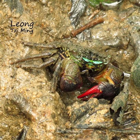 CRAB-EATING MUDSKIPPER – Bird Ecology Study Group