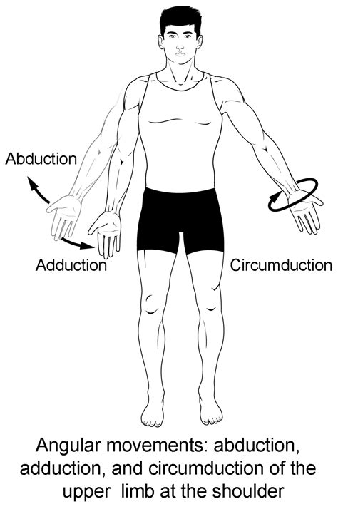 Types of Body Movements | Anatomy and Physiology I