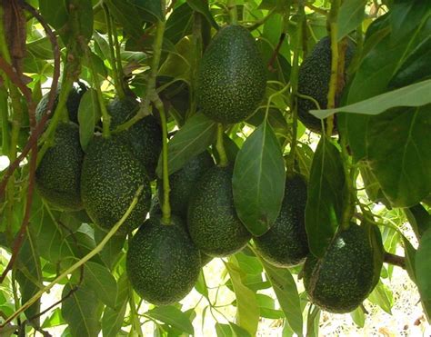 Avocados - twice the potassium of bananas! - Sweetlife Australia