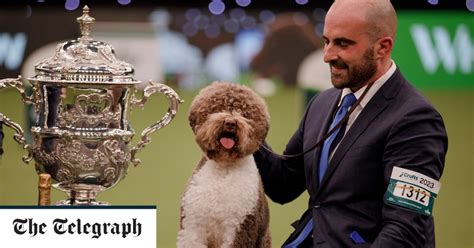 Which Dog Won Best In Show At Crufts 2019