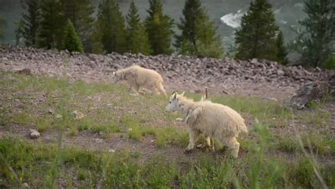 Mountain Goat jumping cliffs image - Free stock photo - Public Domain ...