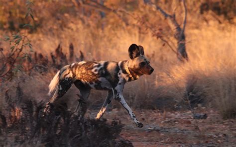 6 conservation projects in Africa that protect wildlife - SilverKris