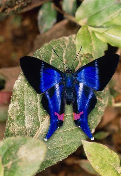 Papillon Butterfly, Butterfly Kisses, Butterfly Flowers, Blue Butterfly, Butterfly Wings ...