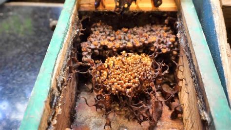 Stingless Bee Hive Inspection and Shifting Colony To a New Bee Box ...