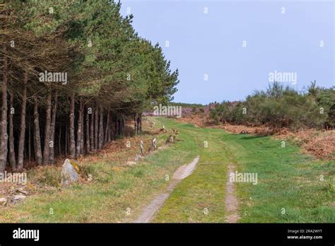 The road in the Camino de Santiago pilgrimage, crossing a green forest ...