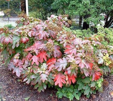 Sikes Dwarf Oakleaf Hydrangea | New Life Nursery