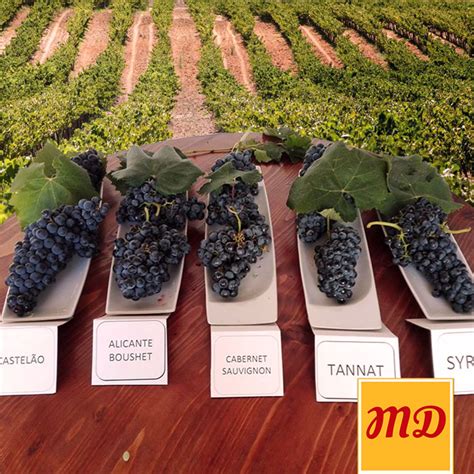 Portuguese grapes varieties for red wine - Misterios Divertidos Blog