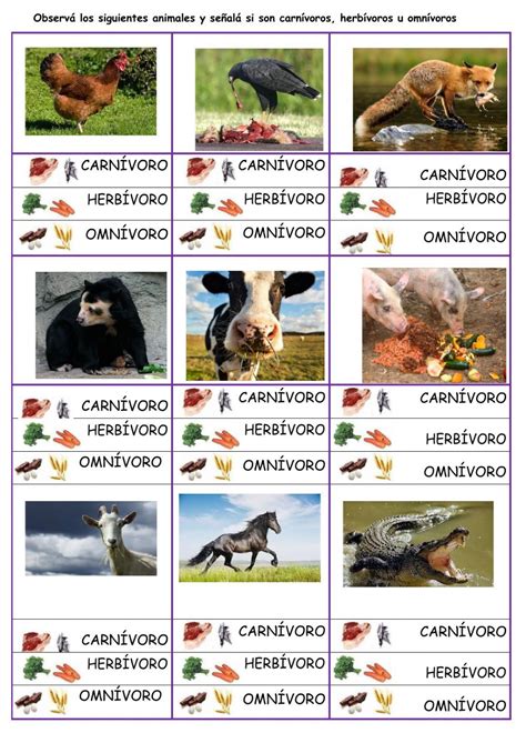 Ejercicio de Carnívoros, herbívoros, omnívoros | Herbivoros, Omnivoros, Clasificación de animales