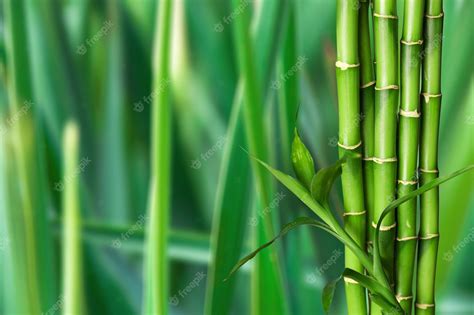 Premium Photo | Many bamboo stalks