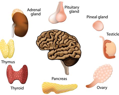 All About Hormones: How they Function to Keep You Healthy - Ask The ...