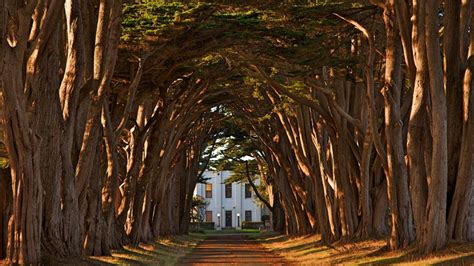 Point Reyes Cypress Tree Tunnel wallpaper - backiee