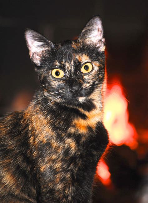 Calico Cat ~This is a Tortoiseshell, or Torty for short, not a calico~ | Baby cats, Pets ...