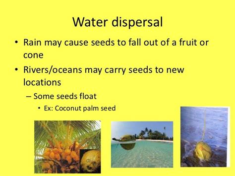 Seed dispersal