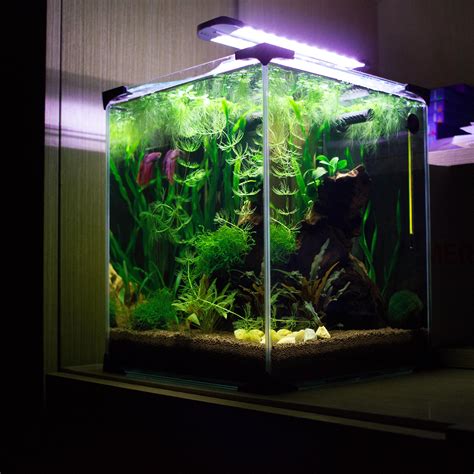Collection 91+ Wallpaper 5 Gallon Betta Fish Tank With Filter And Heater Full HD, 2k, 4k 09/2023