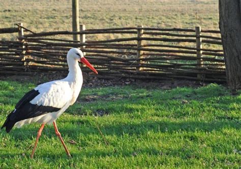 Stork Symbolism: 11 Spiritual Meanings of Stork