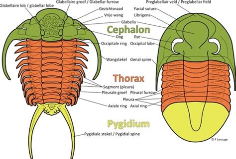 MODULE C: TRILOBITES Flashcards | Quizlet