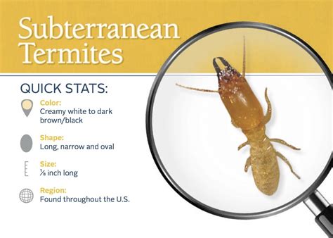 Subterranean Termites - Treat Termites