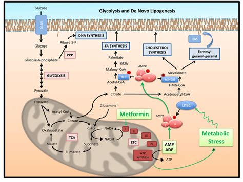 Glucose Metabolism Pathway