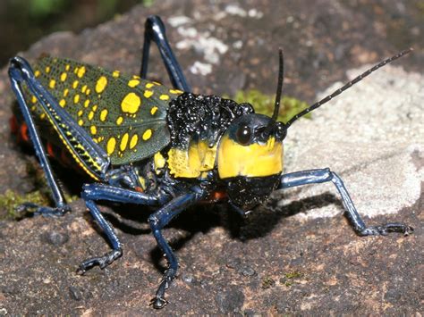 Animals World: different types of animals grasshoppers life cycle,photos