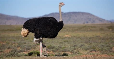 Ostrich Animal Pictures | A-Z Animals