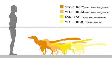 Velociraptor Size Comparison Jurassic Park