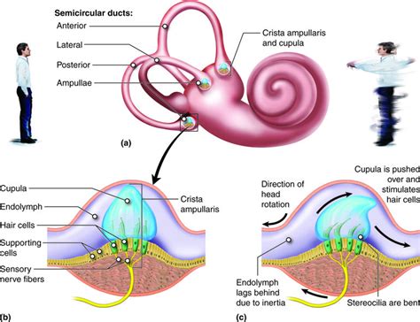 audiology crista - Google Search in 2020 | Sensory nerves, Nerve fiber, Sensory