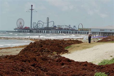 Tourists grumble as beach seaweed clean-up continues