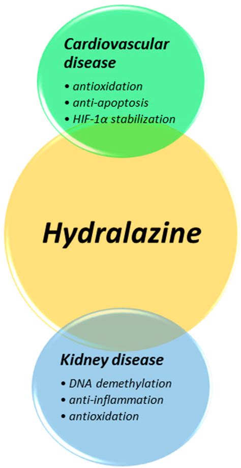 Antioxidants | Free Full-Text | Potential Impacts of Hydralazine as a ...