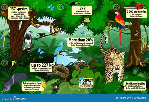 Vector Rainforest Infographic with Animals Illustration . Green ...