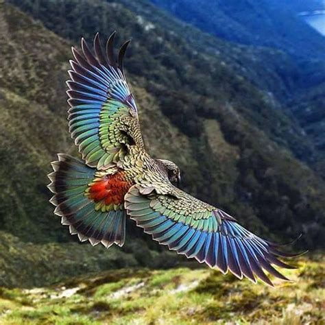 New Zealand Kea parrot | Nature animals, Beautiful birds, Colorful birds