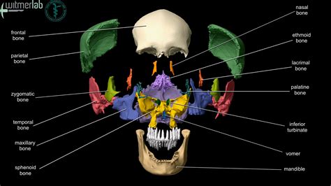 Exploded Human Skull Model Anatomy