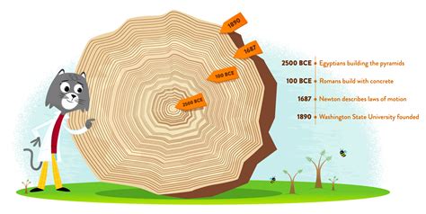 Tree Rings Age