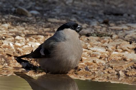 Eurasian Bullfinch | Greek Nature Encyclopedia