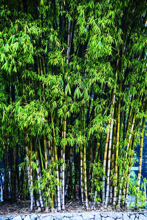 Tall Bamboo Photograph by Rick Bragan - Fine Art America