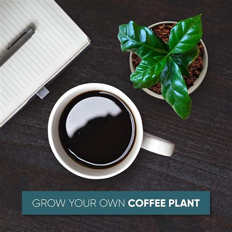 Grow Your Own Coffee Plant Kit (Pack of 2) Coffea Arabica Nana Complete Coffee Growing Kit, 4 ...