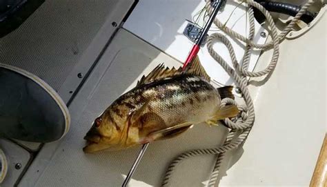 Calico Bass Fishing Tips: How to Catch Kelp Bass - Cast & Spear