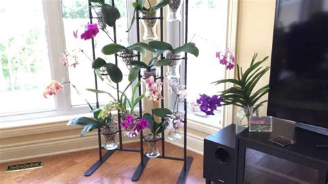 17+ Outdoor Orchid Plants | EylahFairlie