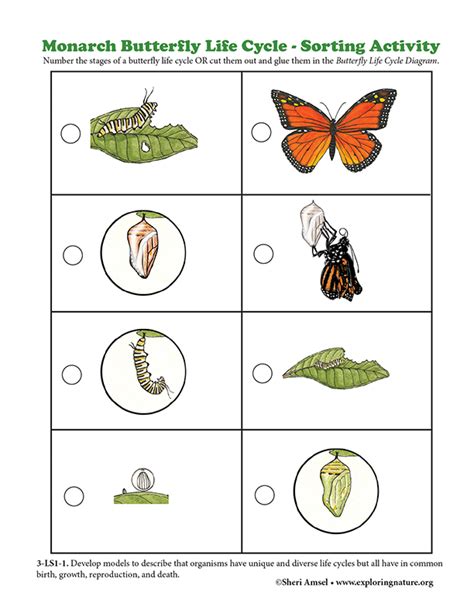 Monarch Butterfly Life Cycle - Sorting Activity