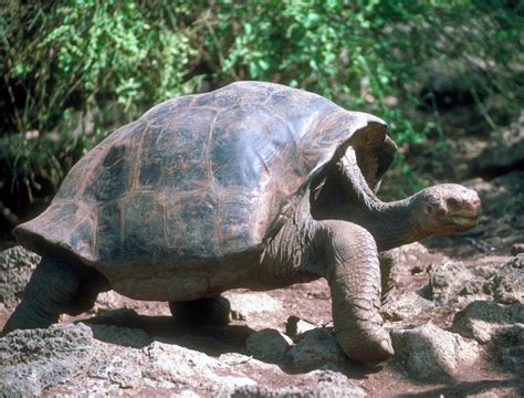 Galapagos Pictures, Giant Tortoises