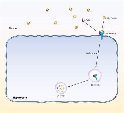 What is PCSK9 and the role of PCSK9 inhibitors