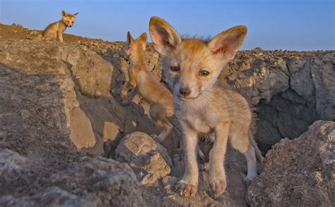 Furry and Feisty the Desert Fox Endures | RoundGlass | Sustain