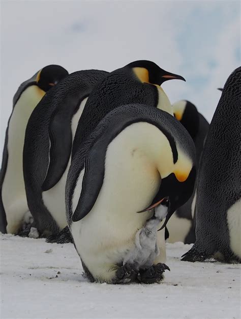 Emperor Penguin Breeding Cycle Australian Antarctic Division