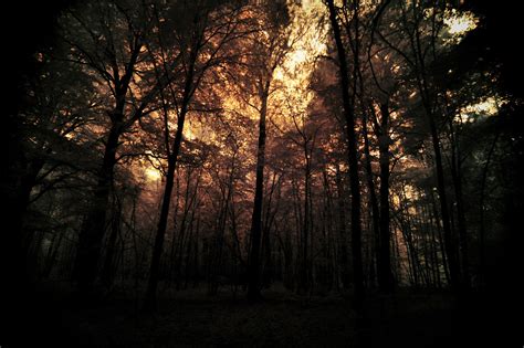 Dark Forest by pohlmannmark on DeviantArt