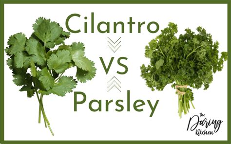 Cilantro vs Parsley - What Is The Difference? - Daring Kitchen