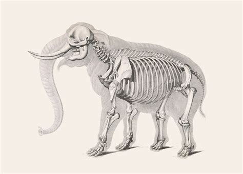 Elephant Skeleton – Product — The Public Domain Review