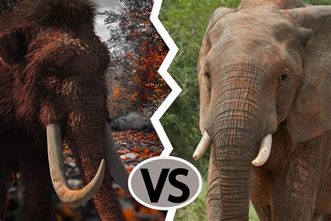 Woolly Mammoth vs Elephant: What's The Difference?