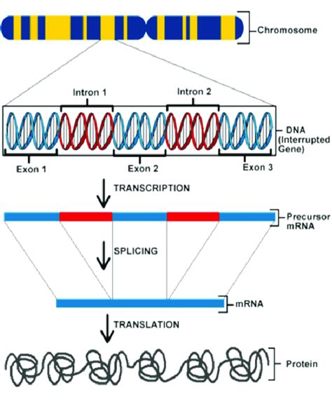 Schematic representation of protein synthesis process (adopted from ...